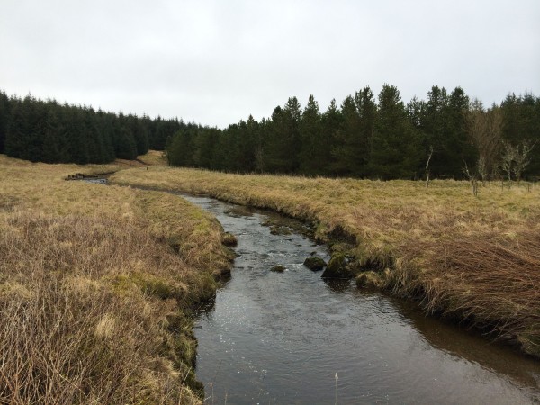 Langshawburn, her misbrukte jeg en mulighet! Skulle bare flytte meg 0.5mtr og da så geita meg. Hvorfor jeg ikke skjøt med engang aner jeg ikke? Geita sto så flott på 70-80mtr