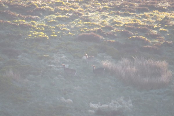 Blackhouse: 3 Sika bukker. jeg var ikke i stand til å se dette gjennom kikkert/sikte eller på lcd skjerm på kamera. Bilde er tatt med 50x zoom (Canon SX50)