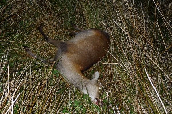 Første sika som fikk en 123grs A-max i skuldra. Snublet 10mtr i nedoverbakke